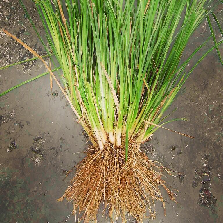 Fall and Essential Oils